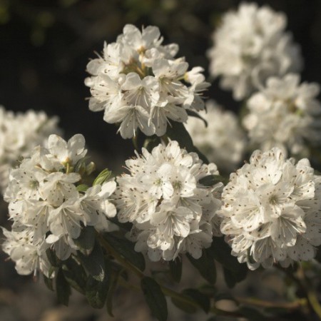 Rhododendron trichostomum 'Schneeflöckchen'