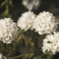 Rhododendron trichostomum 'Schneeflöckchen'