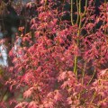 Acer palmatum 'Wilson´s Pink Dwarf'