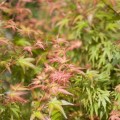 Acer palmatum 'Wilson´s Pink Dwarf'