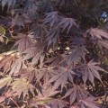 Acer palmatum 'Yasemin'