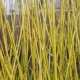 Cornus stol. 'Flaviramea'