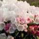 Rhododendron yakushimanum 'Koichiro Wada'