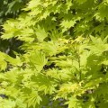 Acer shirasawanum 'Aureum'