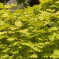 Acer shirasawanum 'Aureum'