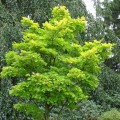 Acer shirasawanum 'Aureum'