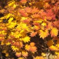 Acer shirasawanum 'Aureum'