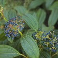 Viburnum davidii