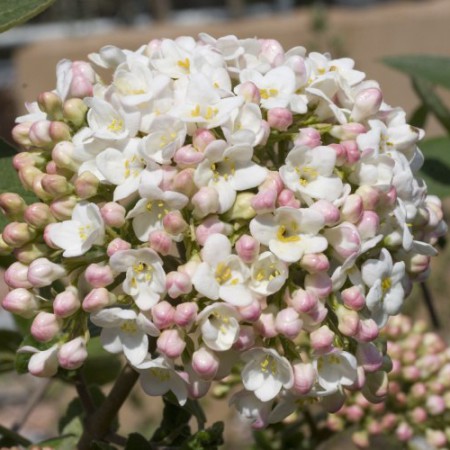 Viburnum carlcephalum