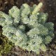 Abies procera 'Blaue Hexe'