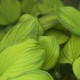 Hosta 'Guacamole'