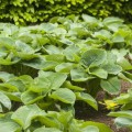 Hosta sieboldiana 'Elegans'