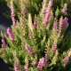 Calluna vulgaris 'Bajazzo'