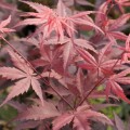 Acer palmatum 'Granat'