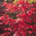 Acer palmatum 'Granat'