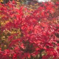 Acer palmatum 'Granat'