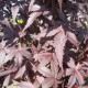 Acer palmatum 'Granat'