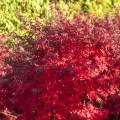 Acer palmatum 'Granat'