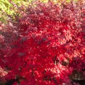 Acer palmatum 'Granat'