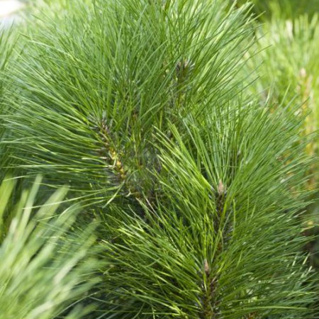 Pinus nigra 'Pyramidata'