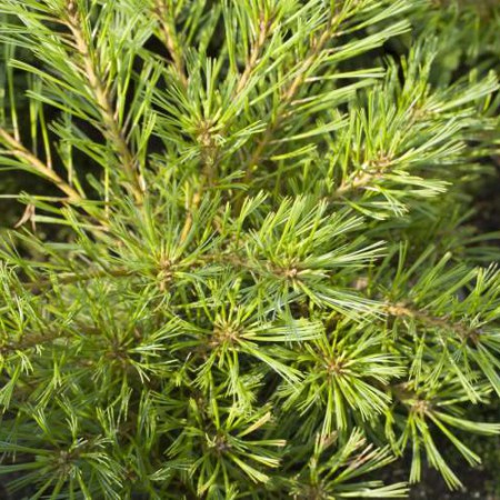 Pinus parviflora 'Krüger's Lilliput'