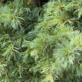 Pinus parviflora 'Schoon´s Bonsai'