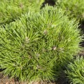 Pinus uncinata 'Grüne Welle'