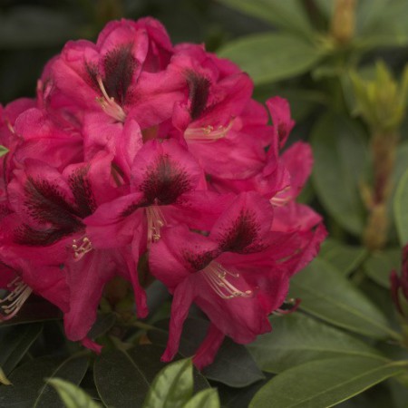 Rhododendron Hybr. 'Sarasate'