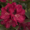 Rhododendron Hybr. 'Sarasate'