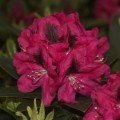 Rhododendron Hybr. 'Sarasate'