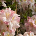 Rhododendron luteum 'Satomi'