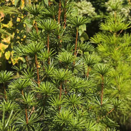 Sciadopitys verticillata 'Sternschnuppe'