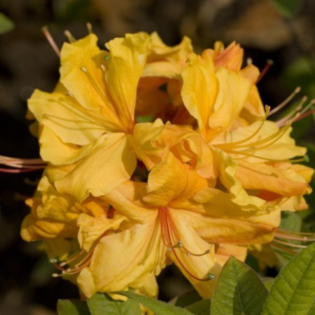 Rhododendron luteum 'Sunte Nectarine'