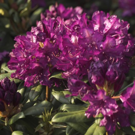 Rhododendron Hybr. 'Tonika'