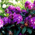 Rhododendron Hybr. 'Tonika'