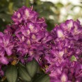 Rhododendron Hybr. 'Tonika'