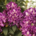 Rhododendron Hybr. 'Tonika'