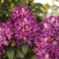 Rhododendron Hybr. 'Tonika'