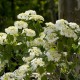 Viburnum opulus 'Compactum'