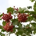 Viburnum opulus 'Compactum'