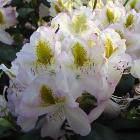 Rhododendron Hybride 'Albarello'
