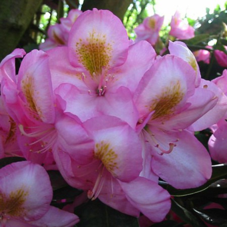 Rhododendron Hybride 'Arkadius'