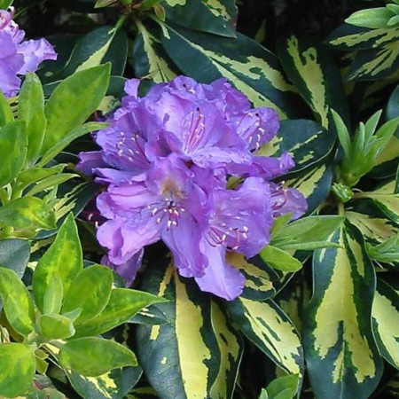 Rhododendron Hybride 'Blattgold'