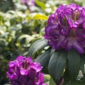 Rhododendron Hybride 'Bluebell'