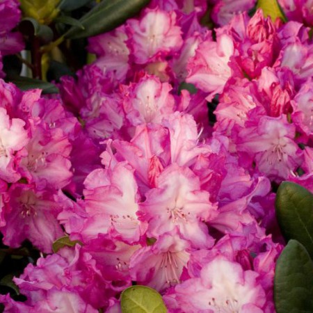 Rhododendron yakushimanum 'Blurettia'