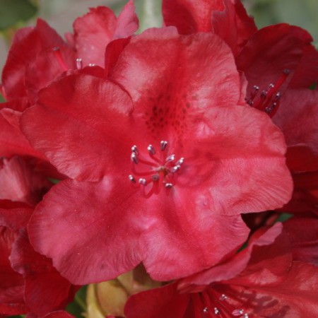 Rhododendron Hybride 'Busuki'