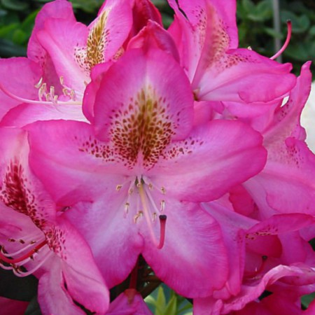 Rhododendron Hybride 'Campanile'