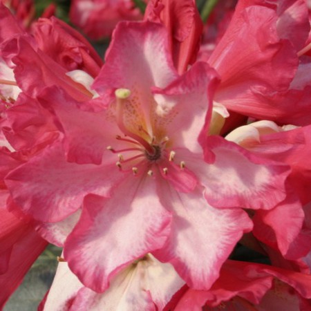 Rhododendron Hybride 'Chorus Line'