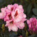 Rhododendron Hybride 'Diadem'