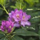 Rhododendron Hybride 'Goldflimmer'